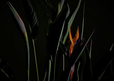 Close-up of multi colored flowers against black background