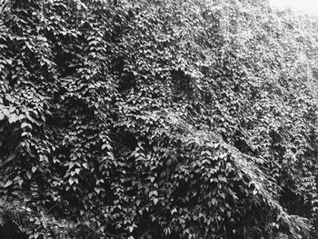 Full frame shot of trees