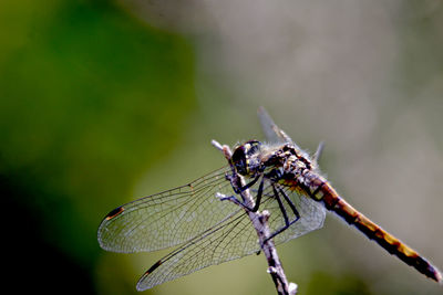 Close-up of dragonfly on plant