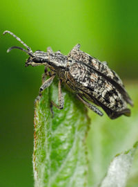 Close-up of insect on leaf