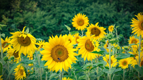 Close-up of yellow sunflowers on field