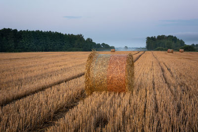 Round hay bales on stubble and forest on the horizon, evening summer view