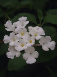 Close-up of white flowers