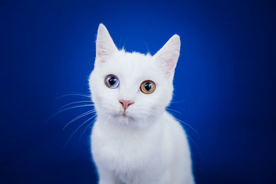 Close-up portrait of cat against blue background