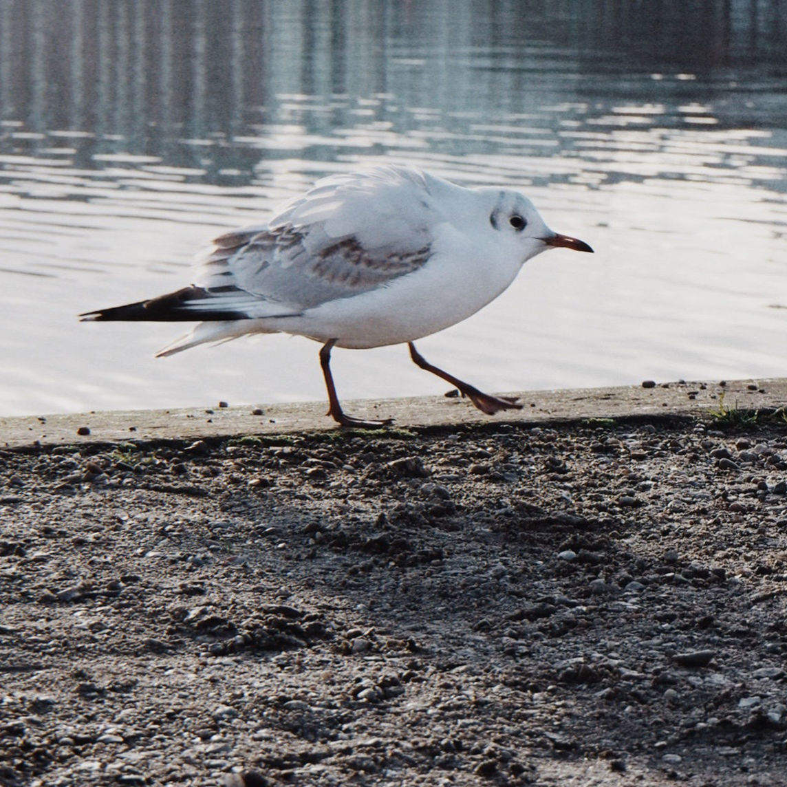 animal themes, bird, animal, animal wildlife, wildlife, one animal, gull, water, seagull, nature, no people, seabird, beak, day, side view, sea, beach, european herring gull, outdoors, full length, water bird, sunlight, perching, reflection, land