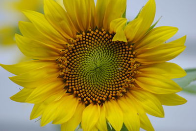 Close-up of yellow sunflower
