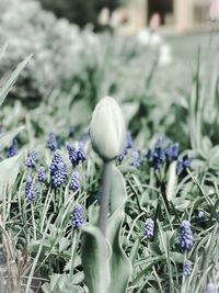 Close-up of purple crocus flowers