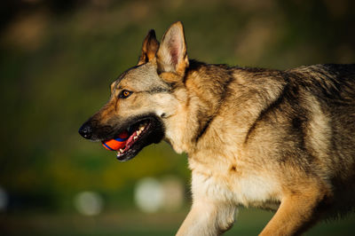 German shepherd carrying ball in mouth 