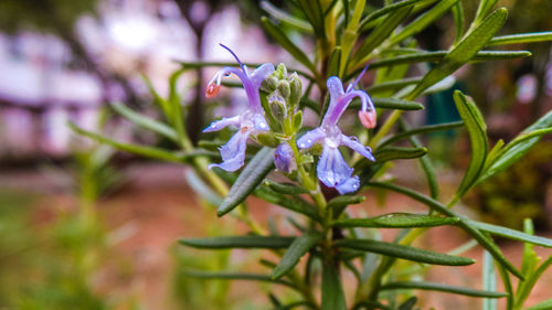 Close-up of purple flower on plant