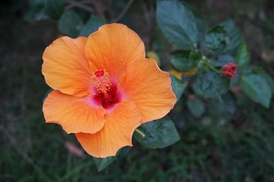 Close-up of orange flower blooming outdoors