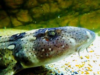 Close-up of turtle swimming in water