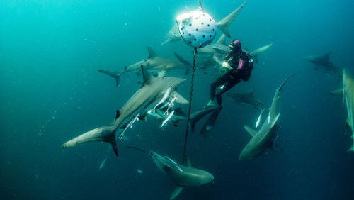 Fish swimming in sea