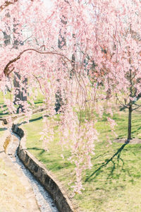 Pink cherry blossoms in park