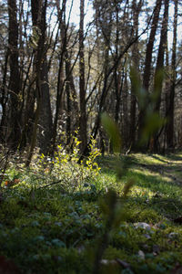 Trees growing in forest