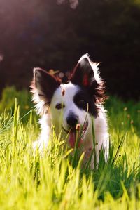 Close-up of dog on field