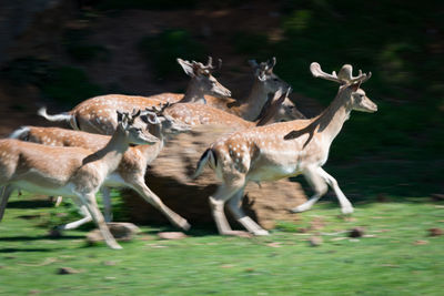 Deer running on grass in forest
