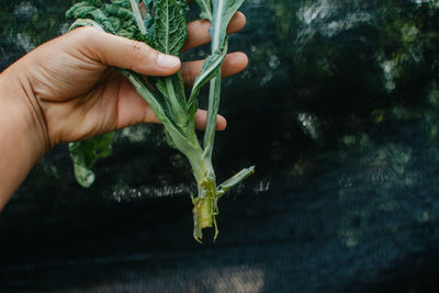 Close-up of hand holding plant