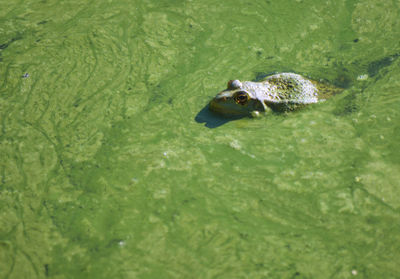 High angle view of turtle swimming in lake