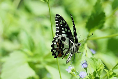 Close-up of butterfly pollinating on flower