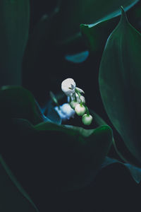 Close-up of flower over black background