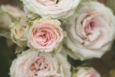 Close-up of rose bouquet