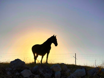 Horse standing on field against sky during sunset