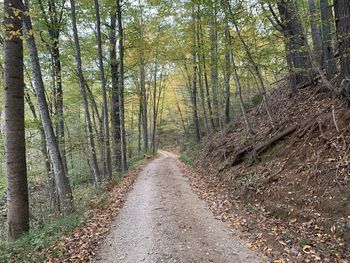 Road amidst trees in forest