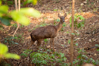 Side view of deer on land