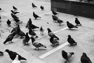 High angle view of birds perching on ground