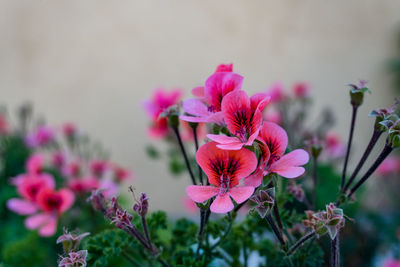 Close-up of pink flowering plant