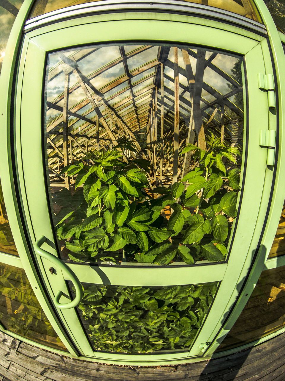 HIGH ANGLE VIEW OF PLANTS