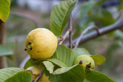 Fresh guava in the organic garden plant