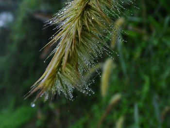 Close-up of wet spider web on plant during rainy season