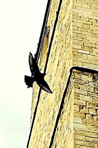 Low angle view of eagle against sky