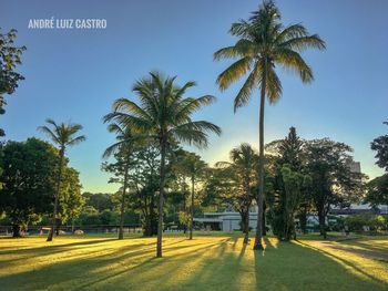 Palm trees on field against clear sky