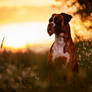 Dog looking away