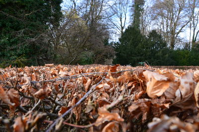 Close-up of autumn trees in forest during winter