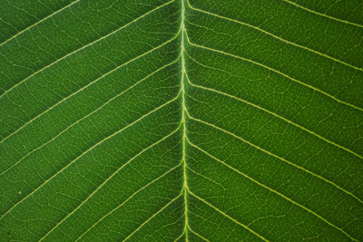 Full frame shot of green leaf