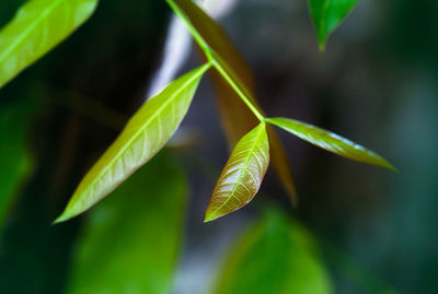Close-up of green leaves on plant