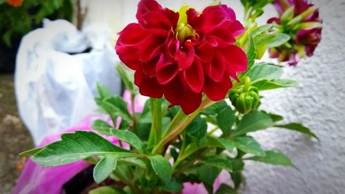 Close-up of red flowers blooming outdoors