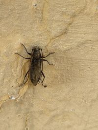 High angle view of spider on wall
