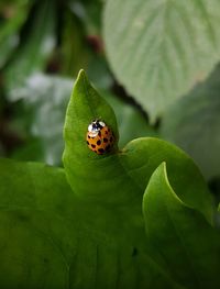 Close-up of ladybug on leaf