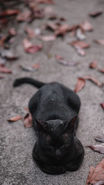 High angle view of black dog relaxing outdoors