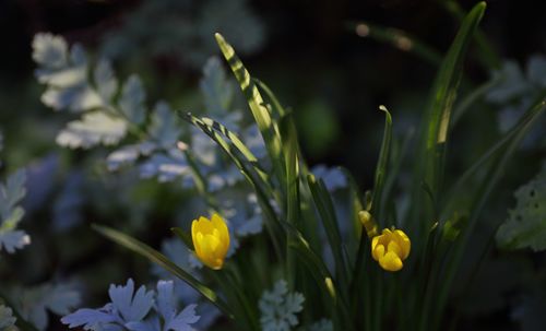 Close-up of yellow flowers blooming outdoors