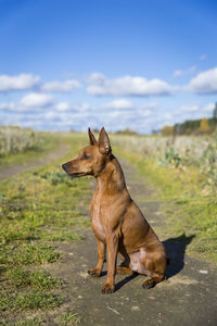 Brown miniature pinscher with cropped ears. the dog sits on the road in the field .