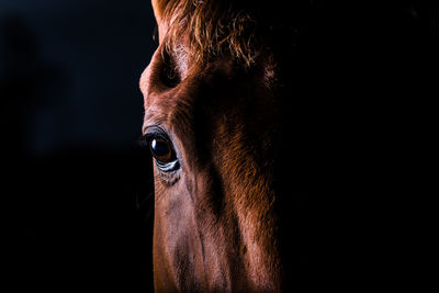 Close-up of horse against black background