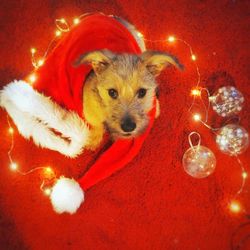 Portrait of dog on christmas tree