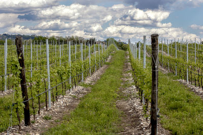 Scenic view of agricultural field against sky