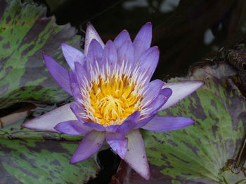 Close-up of purple water lily