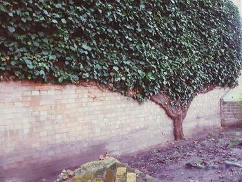 Plant growing on wall